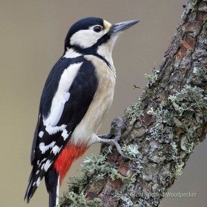 great spotted woodpecker