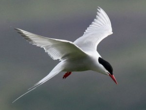 Arctic Tern