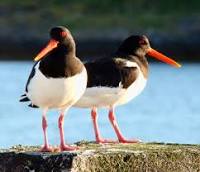 oyster catcher